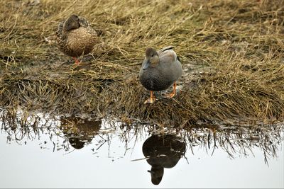 GADWALL PR. LADNER 2022.jpg