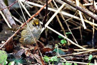 GOLDEN-CROWNED SP. VICTORIA 2022.jpg
