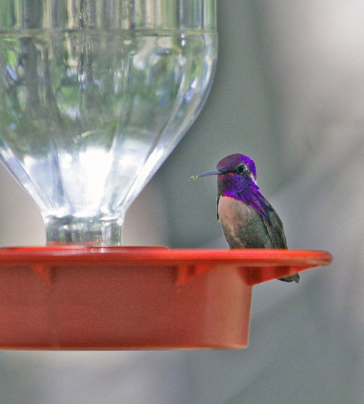 Hummingbirds