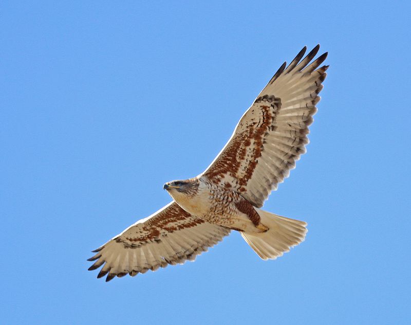 Ferruginous Hawk