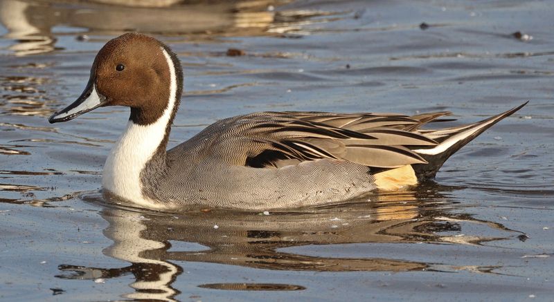 I Love Northern Pintails
