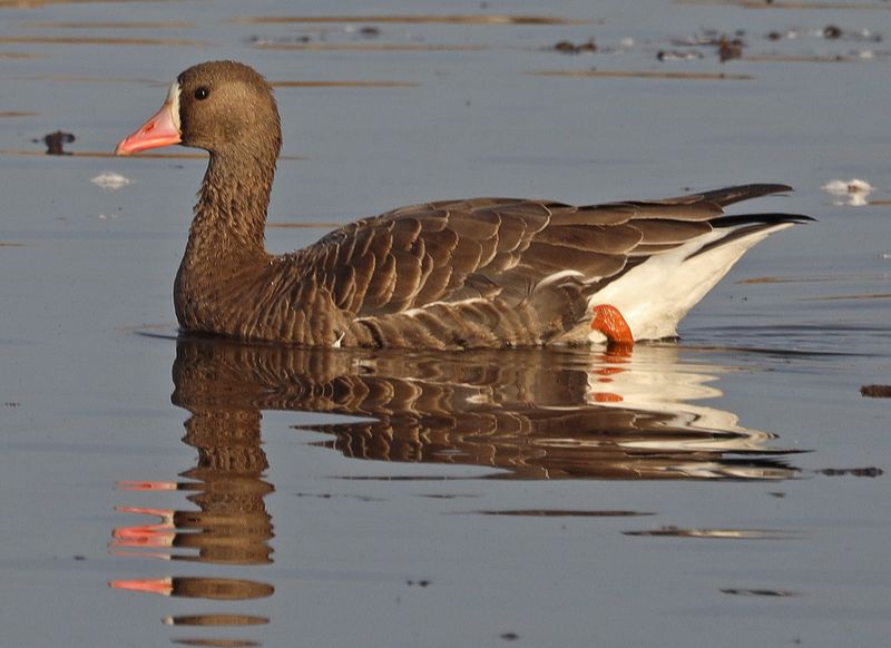 Greater White-fronted Goose reflections