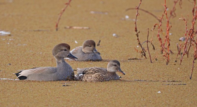Gadwall Courting
