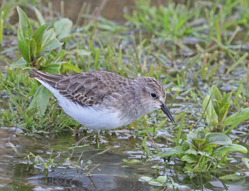 Least Sandpiper