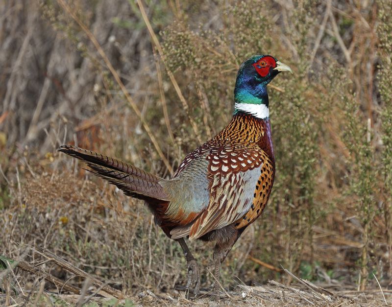 Ring-necked Pheasant