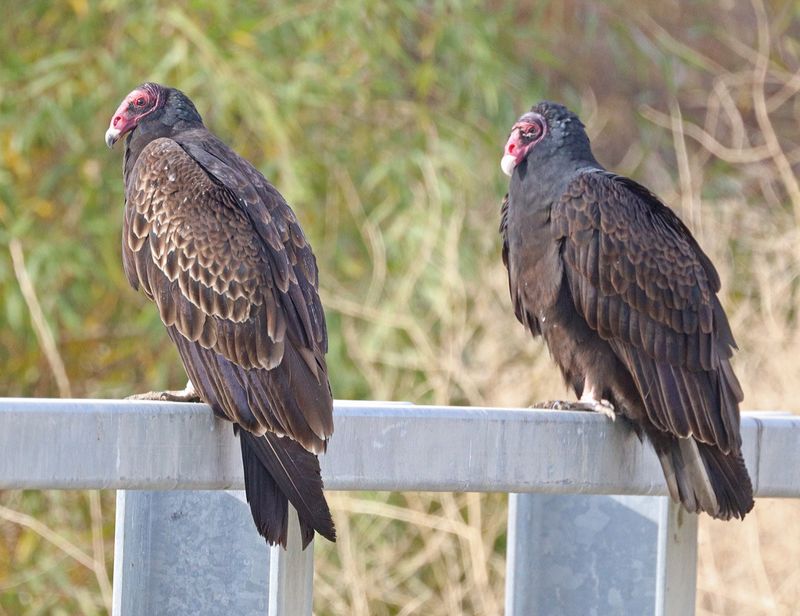 Turkey Vulture Duo