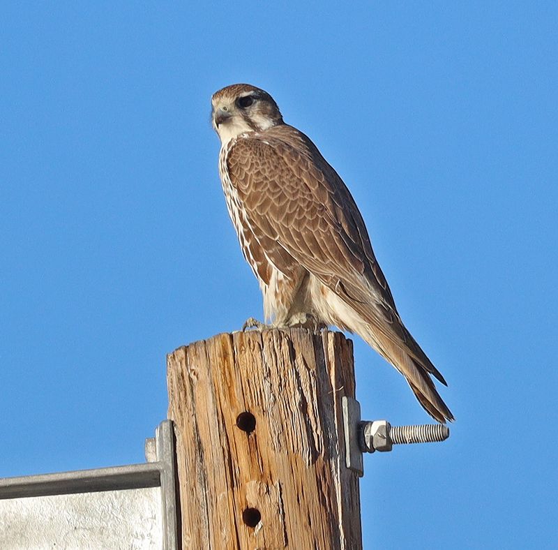 Prairie Falcon