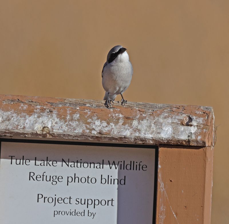 Photo-blind Shrike