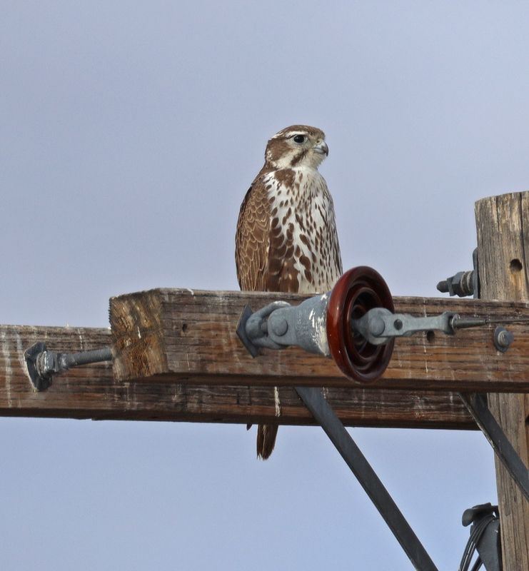 Prairie Falcon