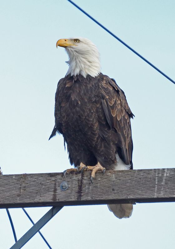 Bald Eagle