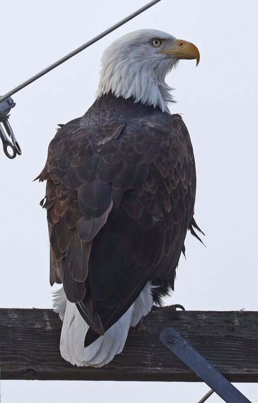 Bald Eagle