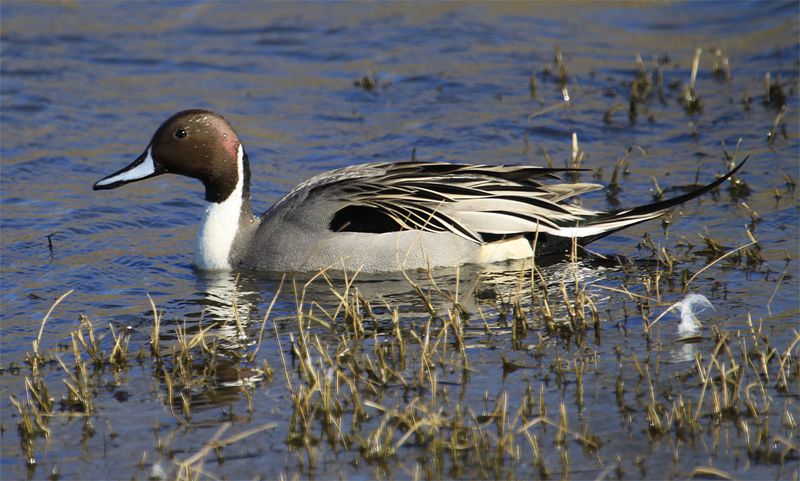Northern Pintail