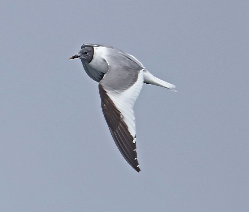 Sabine's Gull
