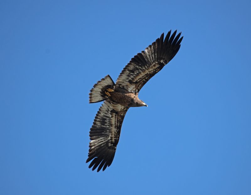 Immature Bald Eagle in flight