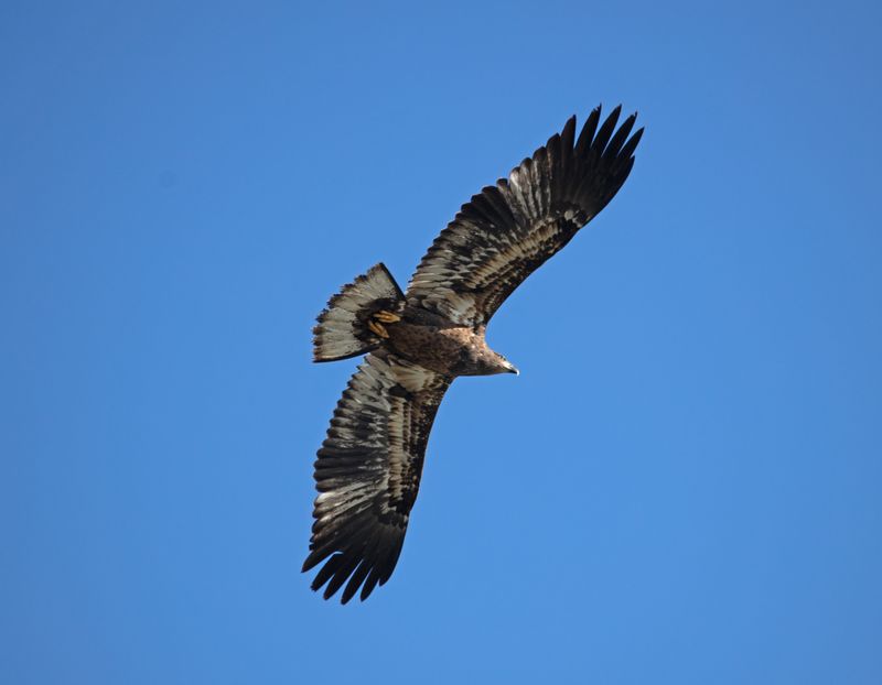eagles