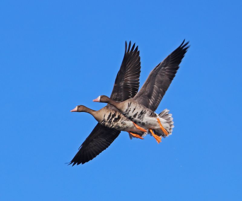 Greater White-fronted Geese duo