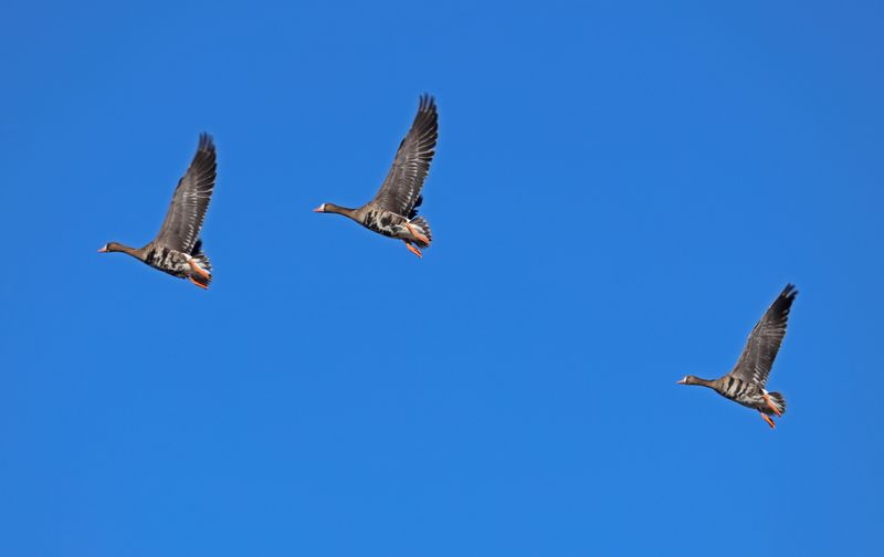 Greater White-Fronted Geese trio
