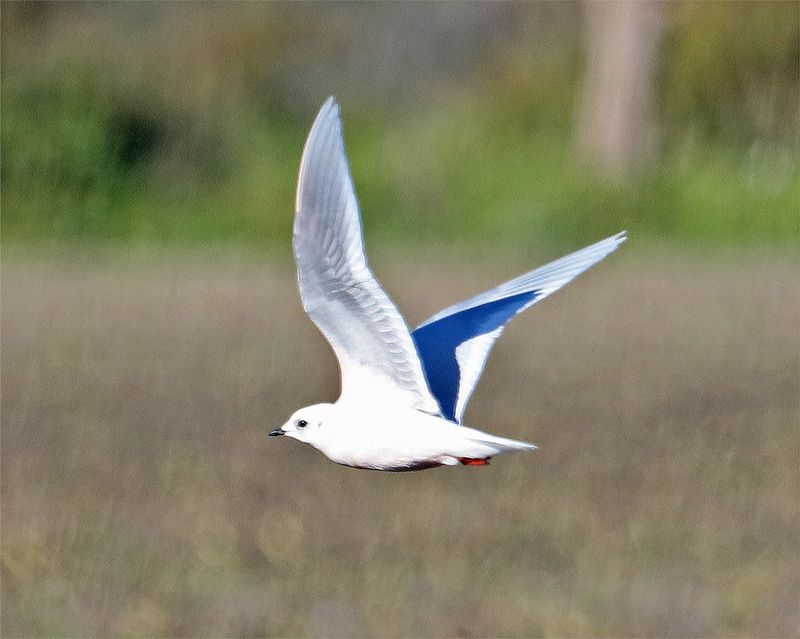 Ross's-Gull-in-flight