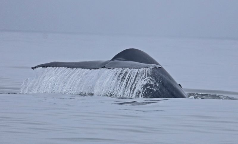 Blue-Whale fluking