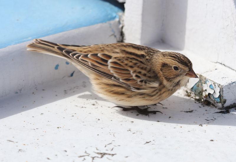 Lapland Longspur