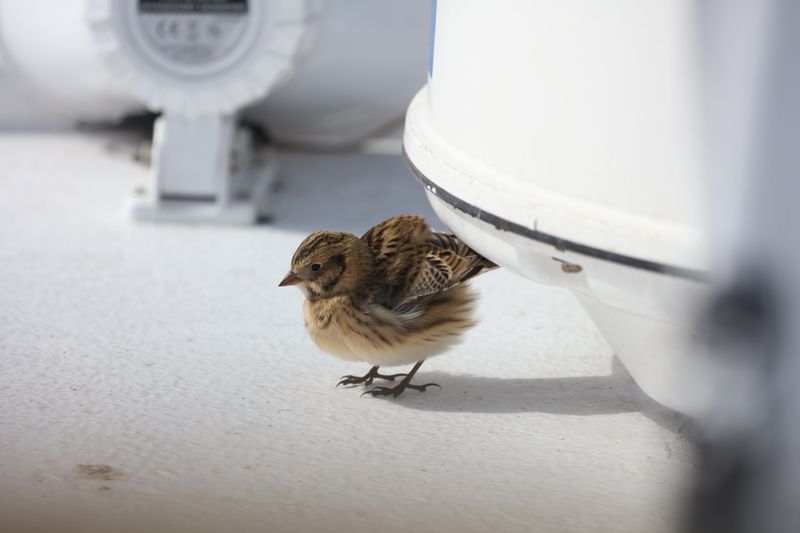 Lapland Longspur