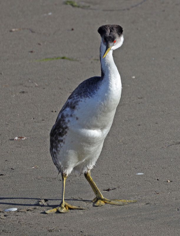 Standing Western Grebe
