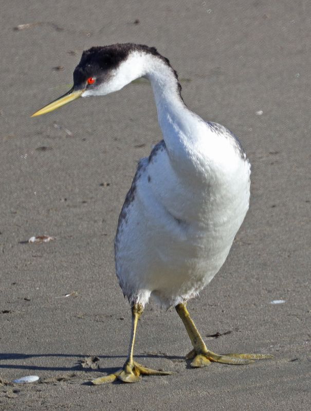 Standing Western Grebe