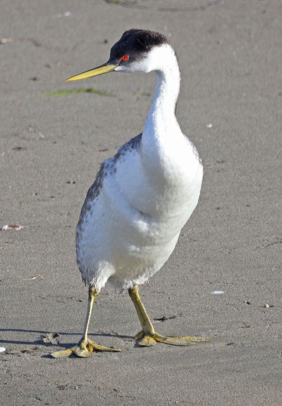 Western Grebe 