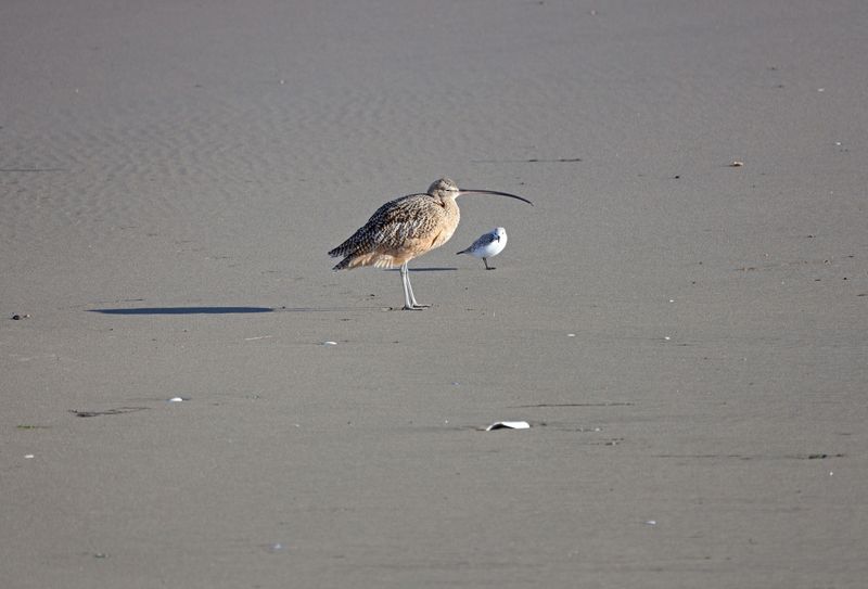 Long and Short of it (Curlew & Sanderling)