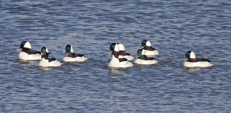 Diving Ducks including Sea Ducks