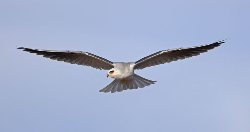 White-tailed Kite 