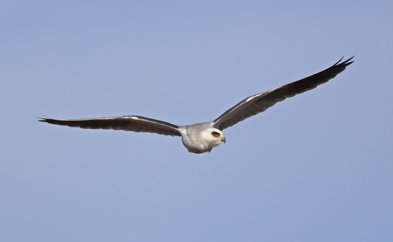 White-tailed Kite 