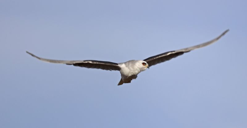 White-tailed Kite 