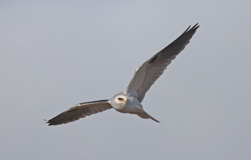 White-tailed Kite 