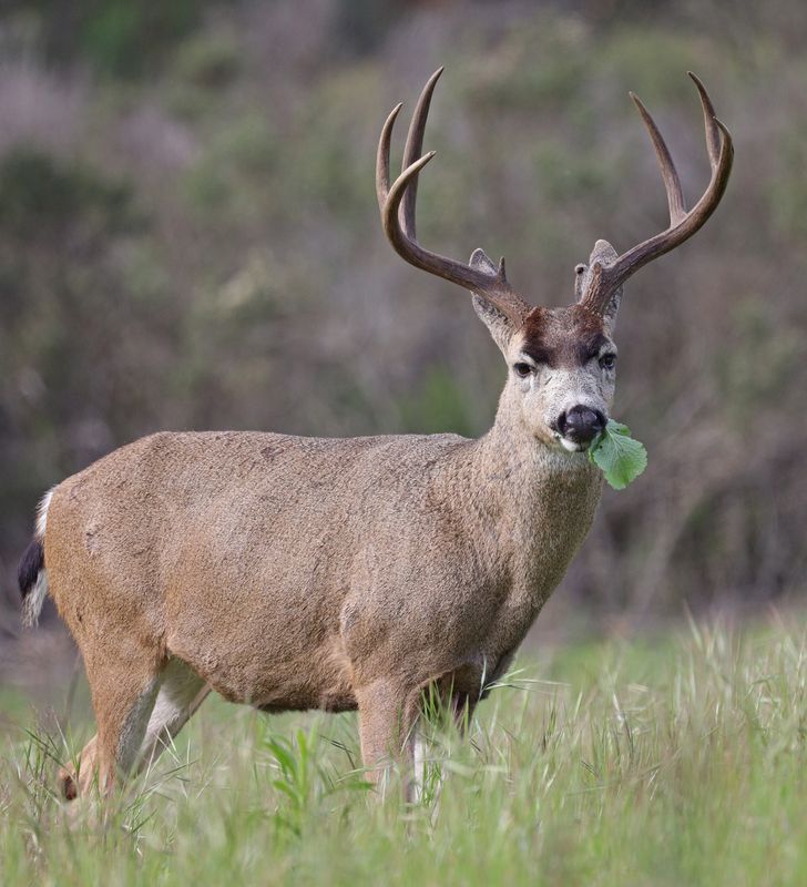 Mule Deer Buck eating