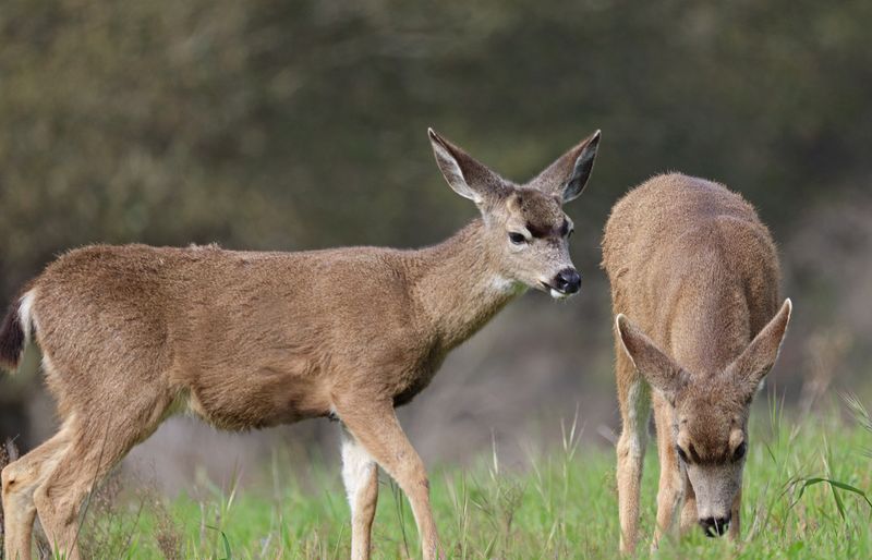 Two Older Fawns 