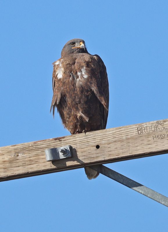 Dark-morph Ferruginous Hawk