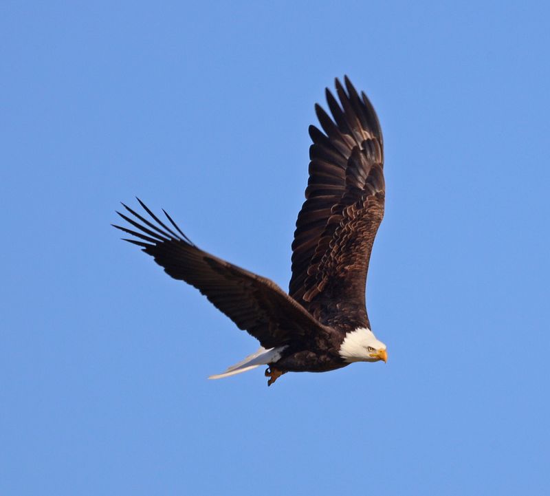 Bald Eagle in Flight