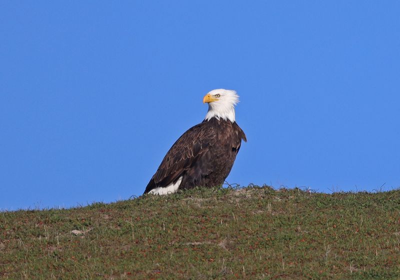 Bald Eagle Ridgetop