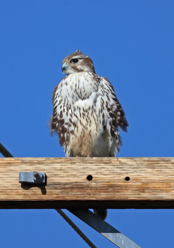 Praire Falcon