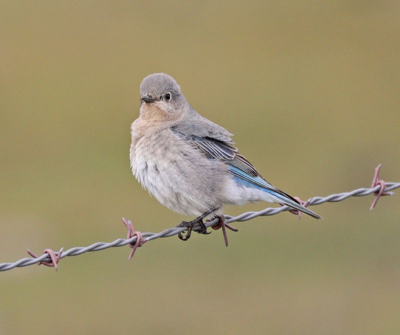 Female Mt. Bluebird