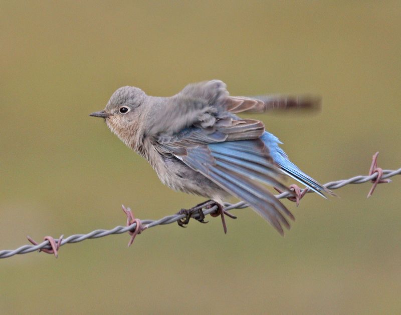 Female Mt. Bluebird Preening