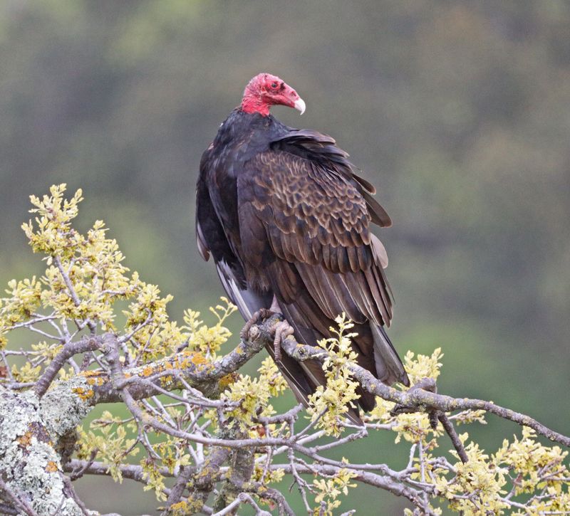 Turkey Vulture