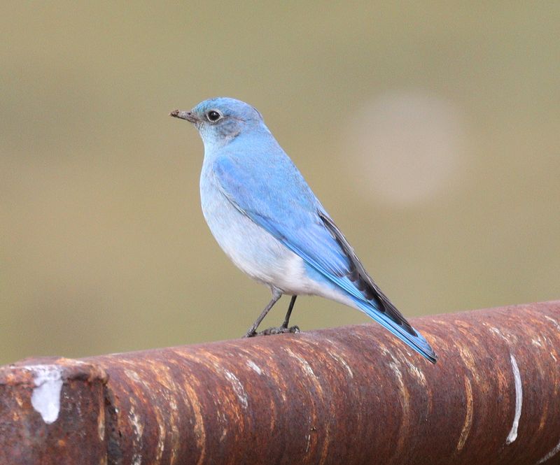 Mountain Bluebird male