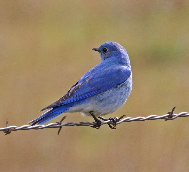 March Mountain Bluebird