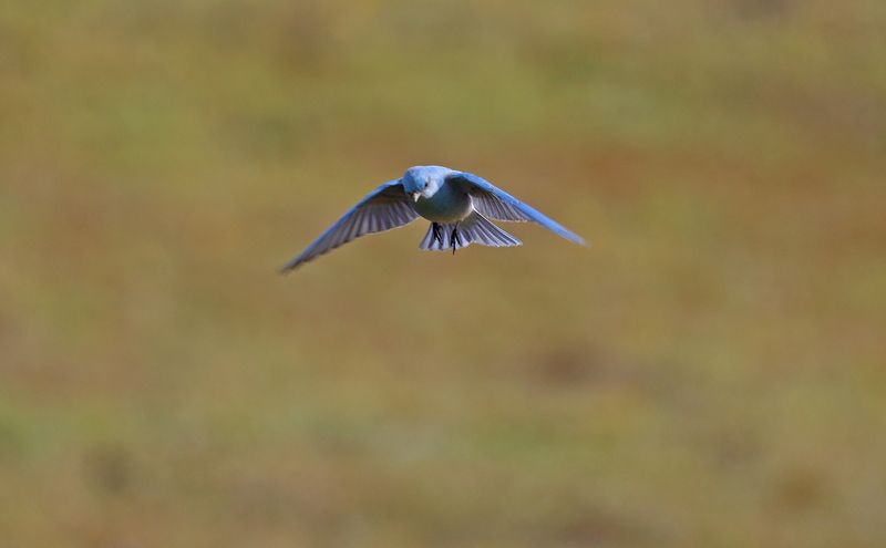 Hovering Mountain Bluebird