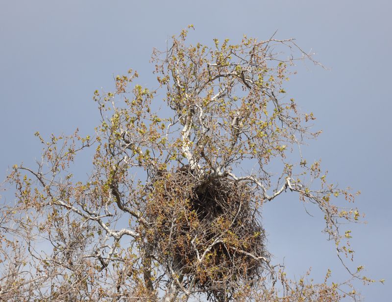 Holy Sh--, Lisa, Look at the Size of THIS Nest