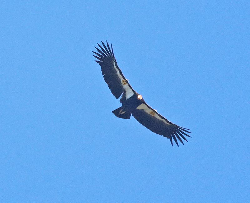 California Condor 