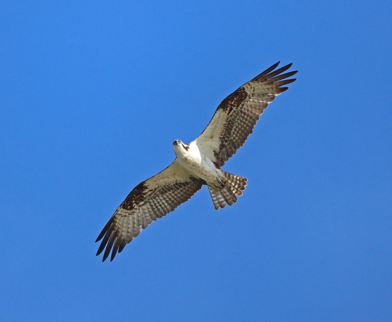 Harriers, Kites, Vultures & Osprey