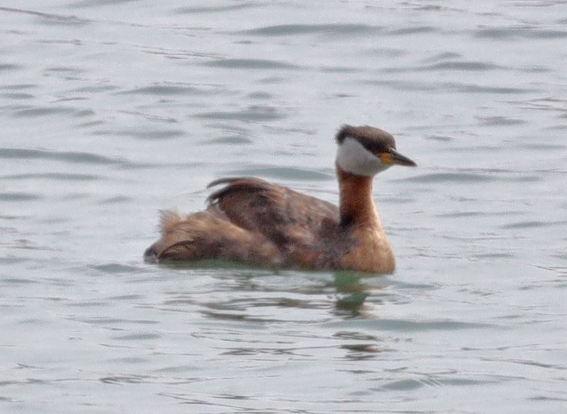 Red-necked-Grebe 